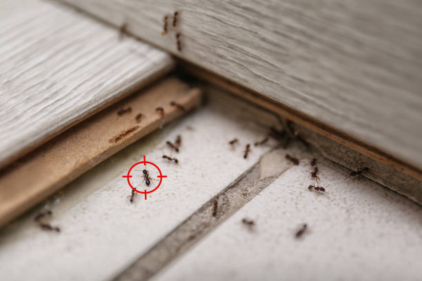 Best Rodent Control Near Me  in Los Osos, CA